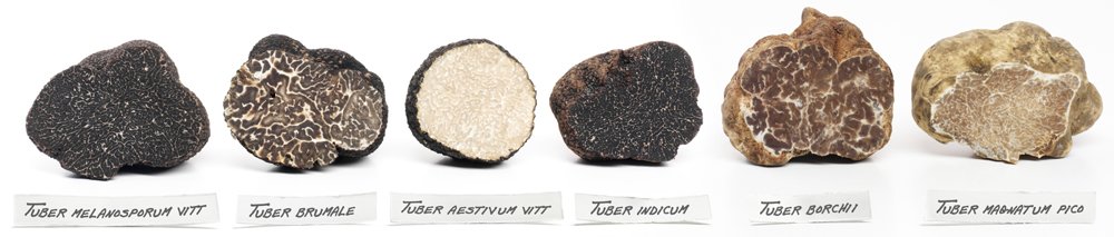 truffle FAQ