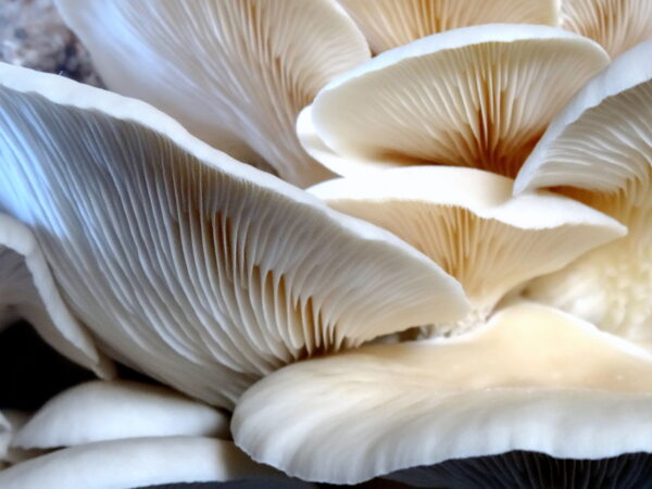 Great-looking White Oyster mushrooms