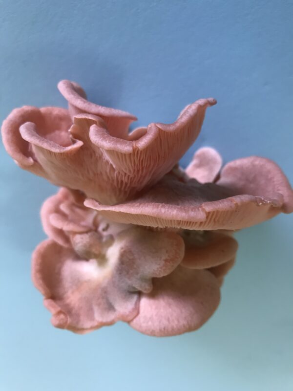 Stunning pink oyster mushrooms