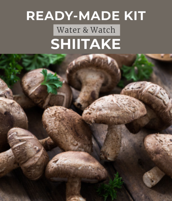 Ready made shiitake kit