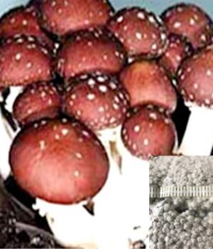 Wine Cap mushroom spawn