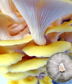 Golden Oyster mushroom culture