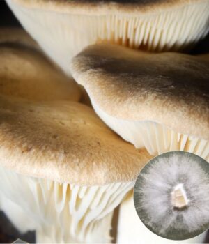King Oyster Mushroom Culture