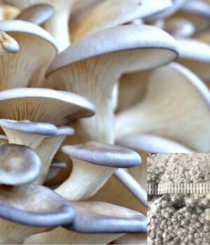 Pearl Oyster mushrooms