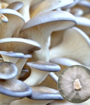 Pearl Oyster Mushroom Culture