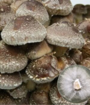 Shiitake mushroom culture