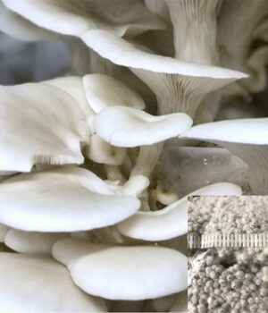 White Oyster mushroom